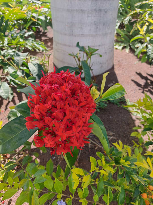 Gartenanlage Hotel Riu Gran Canaria