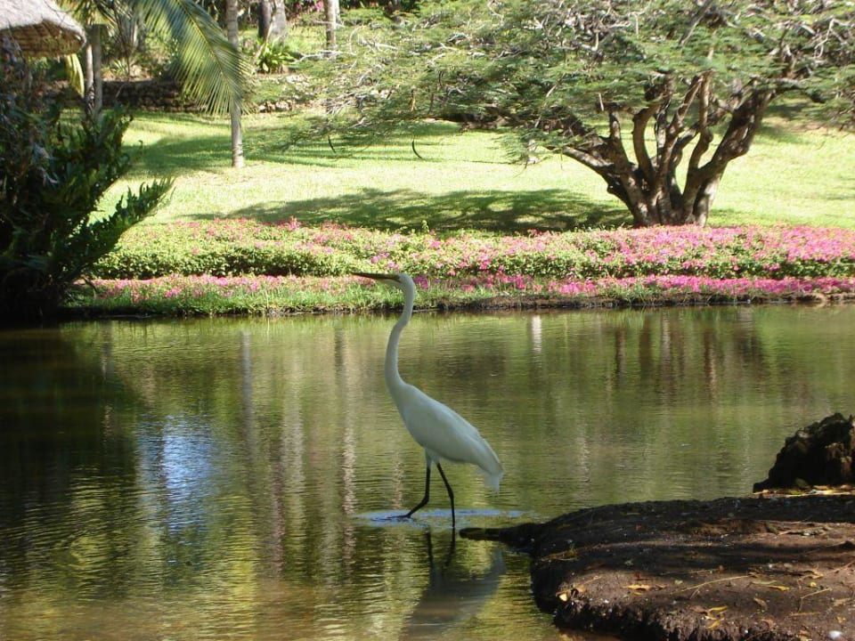 Hotelgelände PrideInn Flamingo Beach Resort & Spa