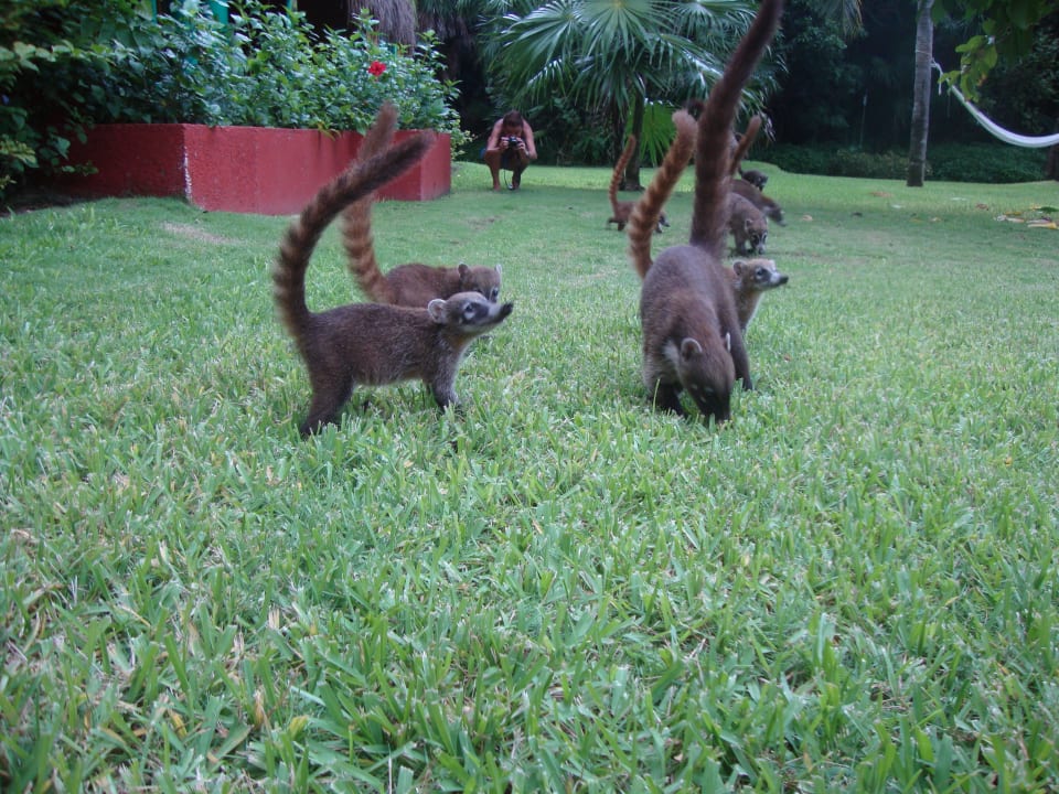 Hotel Catalonia Playa Maroma Catalonia Playa Maroma