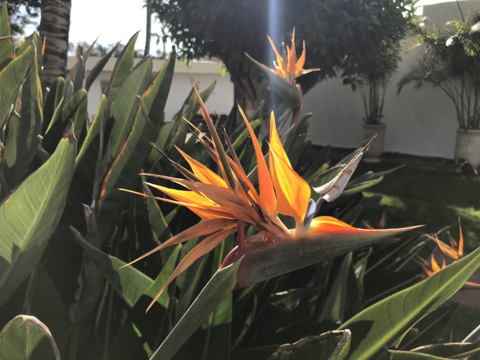 Gartenanlage Bull Costa Canaria & Spa - Adults only