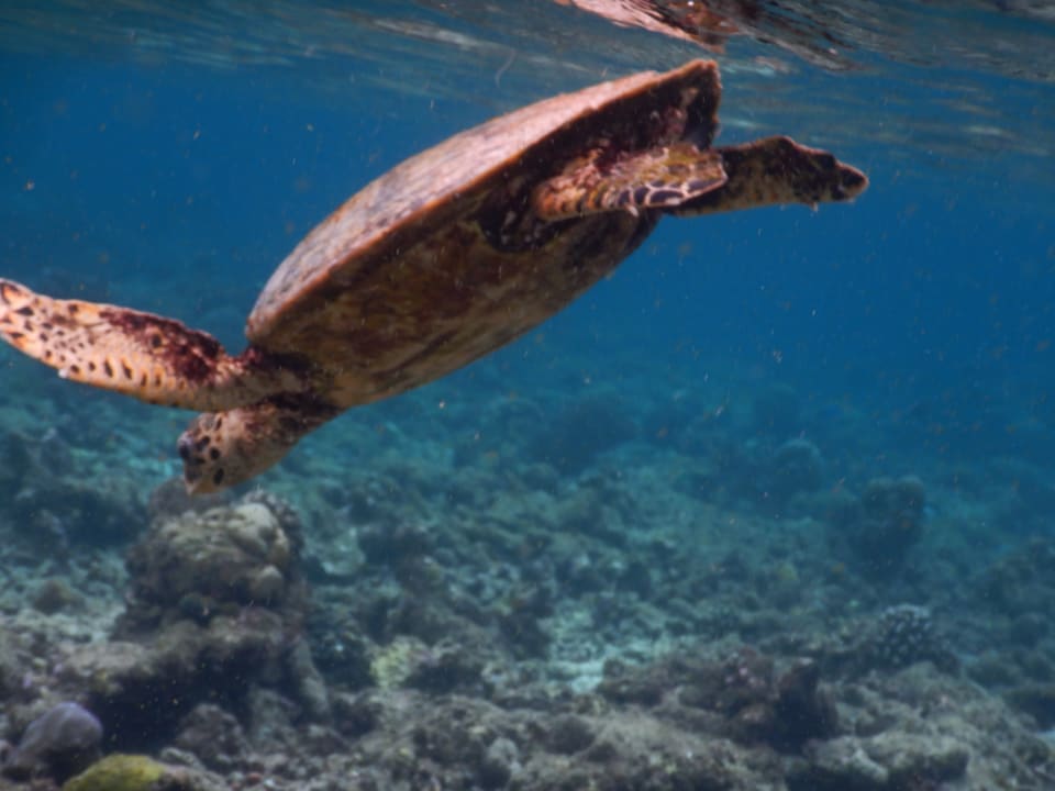 Sport & Freizeit NH Collection Maldives Reethi Resort