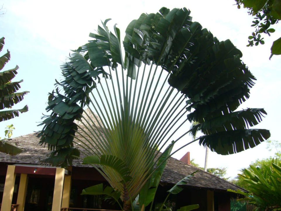 Bananenstaude Marien Puerto Plata