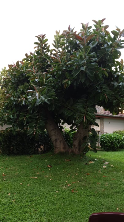 Gartenanlage Labranda Alantur Resort