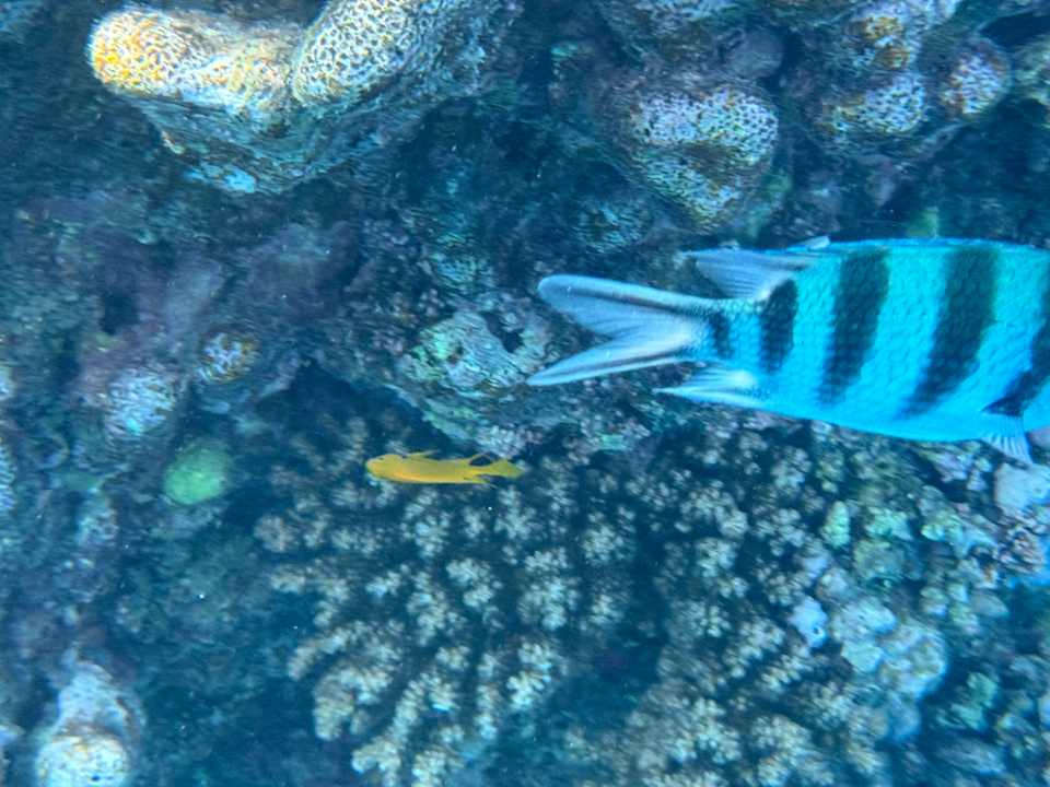 Strand Sentido Reef Oasis Suakin