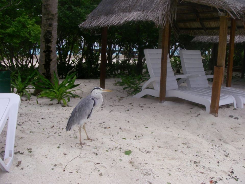 Strand mit Besucher Summer Island Maldives