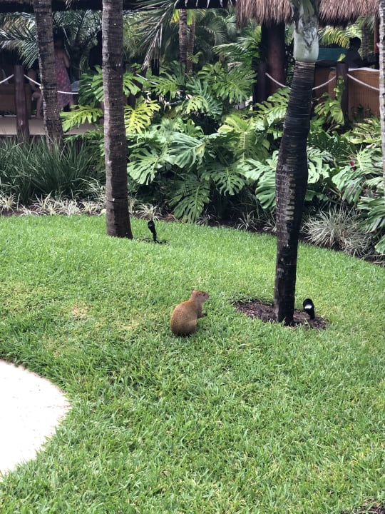 Gartenanlage Akumal Bay Beach & Wellness Resort