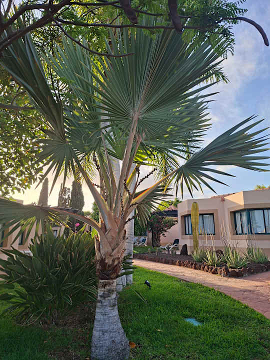 Gartenanlage allsun Hotel Esplendido