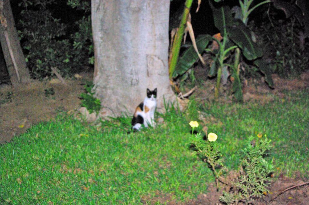 Hoteltiger The Orangers Beach Resort and Bungalows