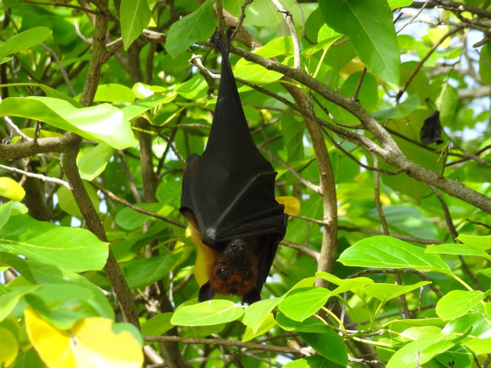 Flughund Adaaran Select Meedhupparu Island Resort - Premium All Inclusive