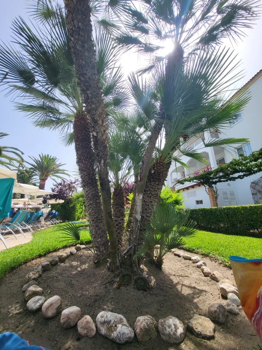 Gartenanlage Alcudia Garden Aparthotel