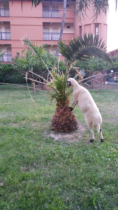 Gartenanlage Club Turtas Beach Hotel