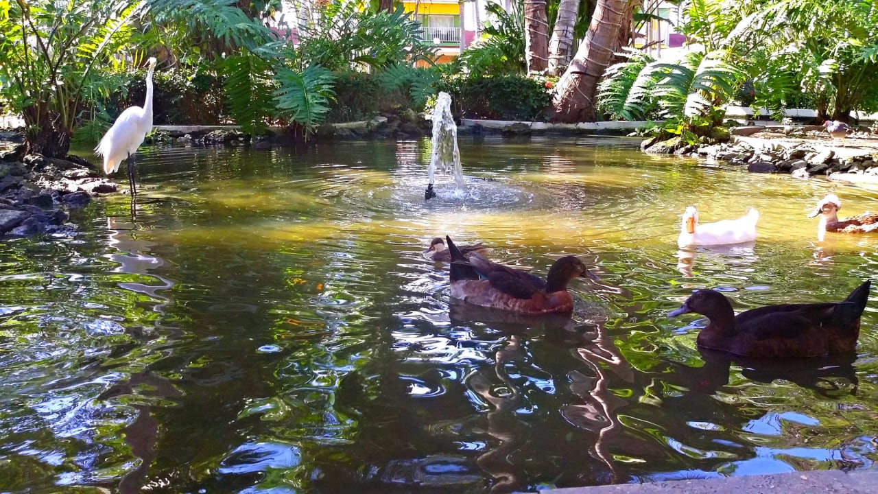 Hotelteich vor der Lobby Grand Palladium Select Bávaro Resort & Spa