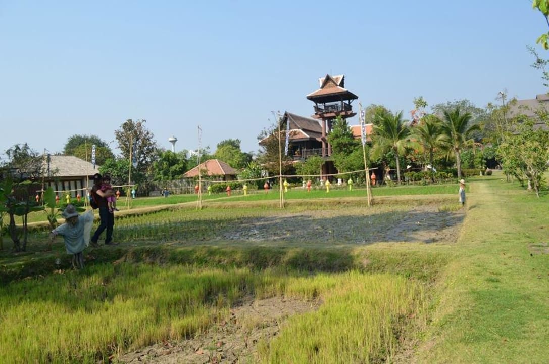 Activities area + Garden Siripanna Villa Resort Chiang Mai
