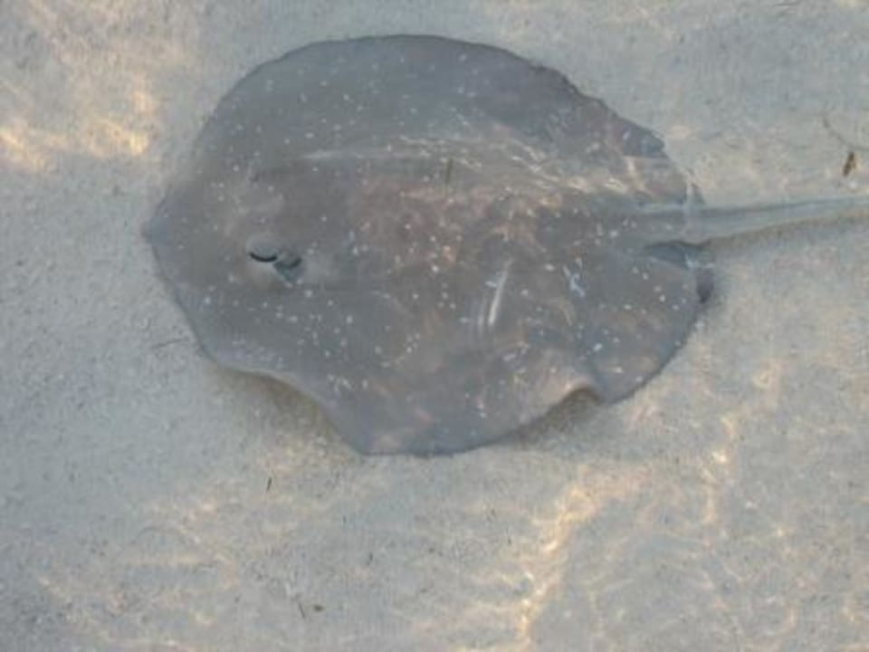 Stachelrochen Meeru Maldives Resort Island