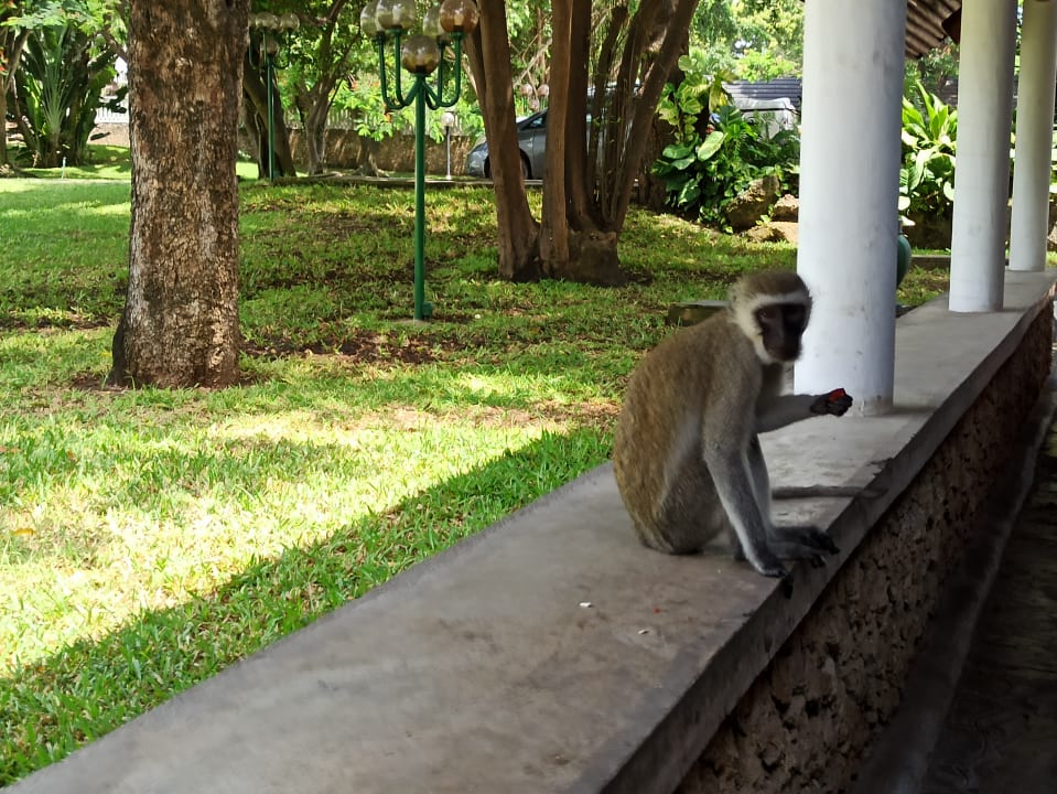 Gartenanlage Travellers Beach Hotel & Club