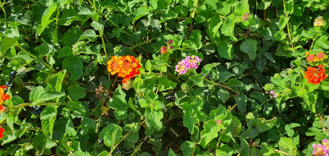 Gartenanlage Grand Blue Beach Hotel