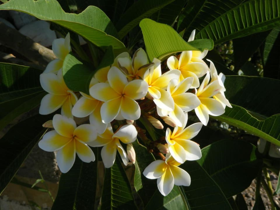Flowers from the hotel Hotel Kathrin Beach