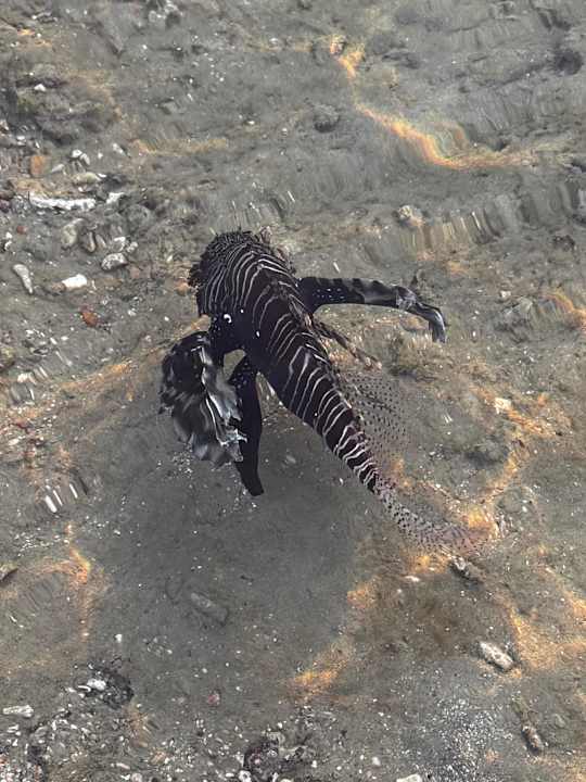 Strand Steigenberger Coraya Beach - Adults only