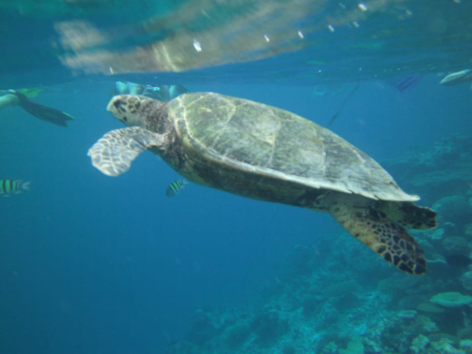 Schönes Meerestier Kuredu Island Resort & Spa