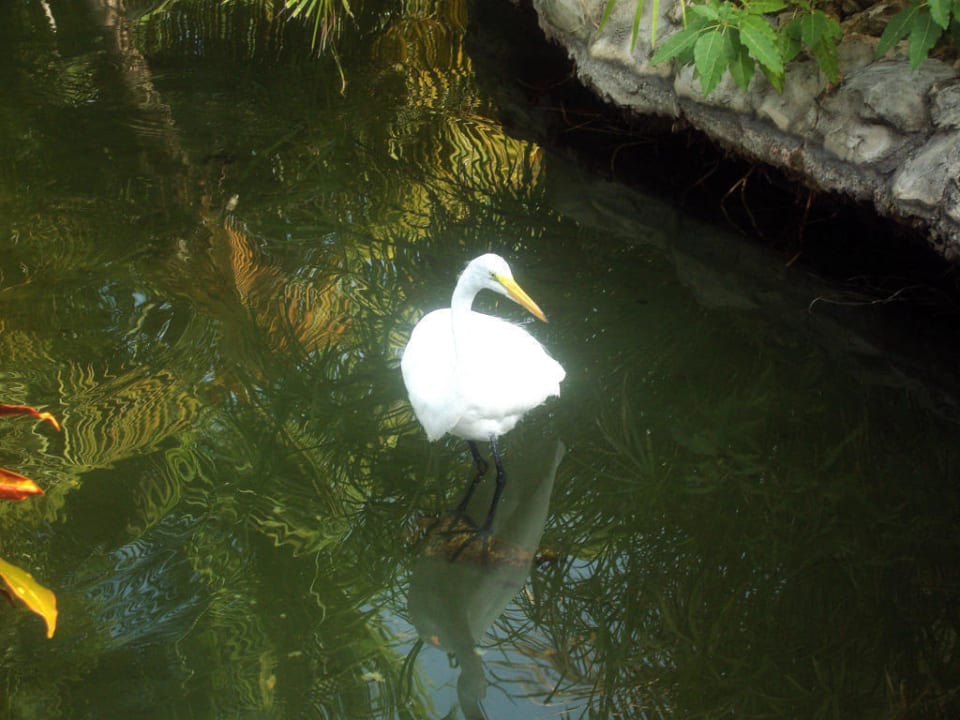 Gartenanlage Catalonia Punta Cana - All Inclusive