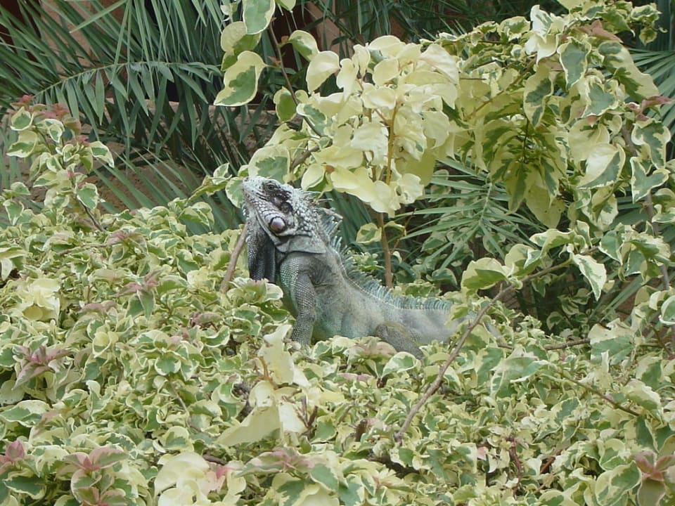 Besucher im Hotel Hotel Costa Caribe Beach