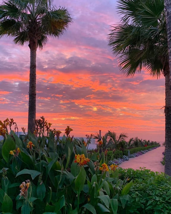 Gartenanlage Hotel Riu Palace Boavista