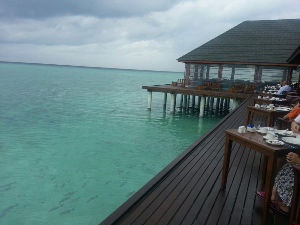 Gastro Summer Island Maldives