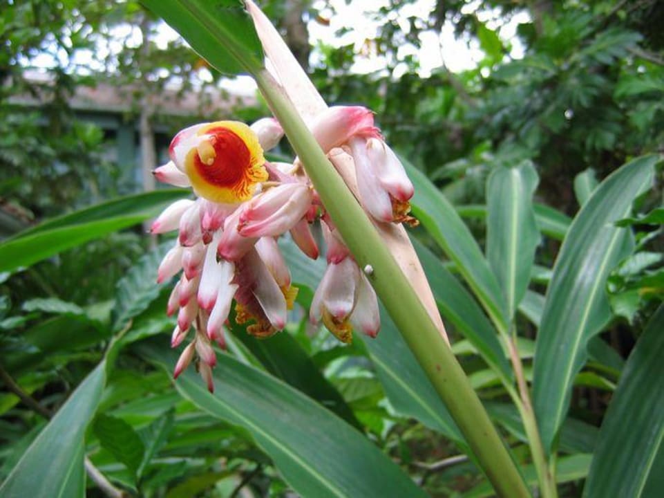 Ingwerblüte Couples Negril - Adults only