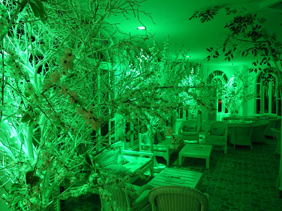 Sonstiges Desert Rose