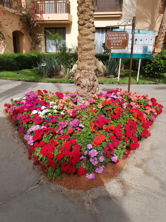 Gartenanlage Jaz Makadi Saraya Resort