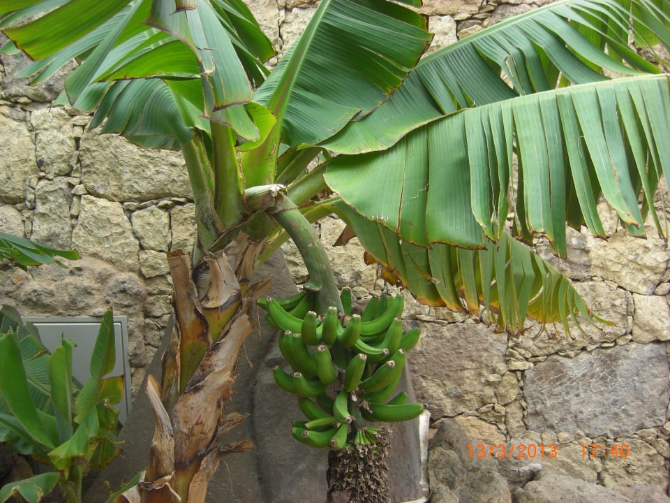 Bananenbaum Lopesan Costa Meloneras, Resort & Spa