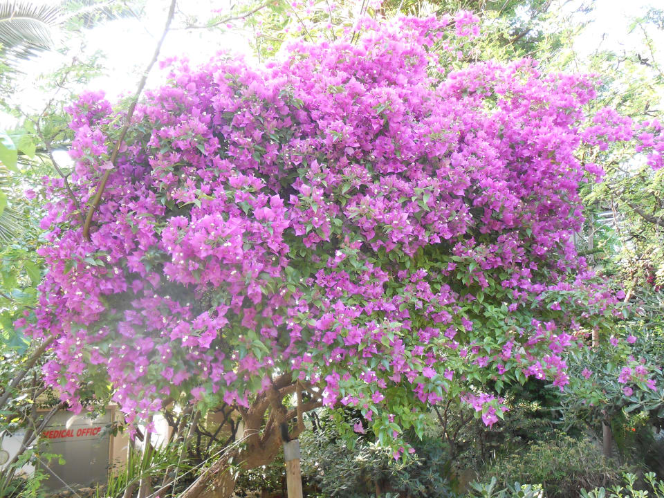 Gartenanlage Apollonia Beach Resort & Spa