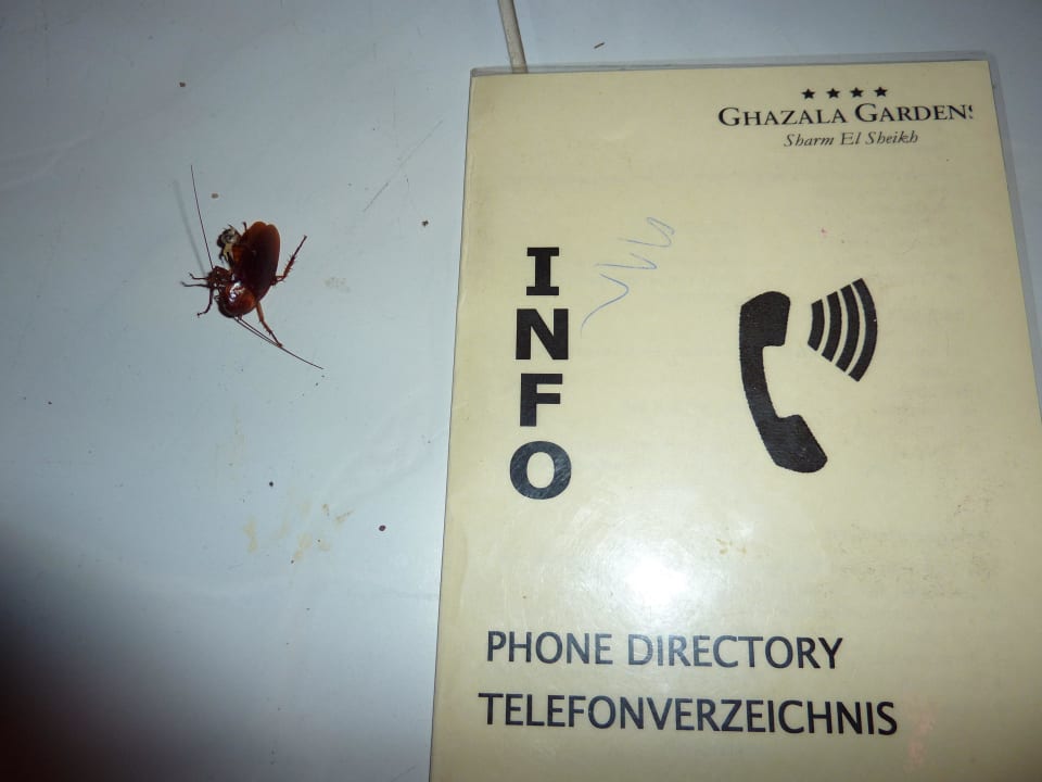 Kakerlaken verseuchte Bude !! Ghazala Gardens