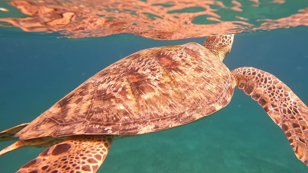 Sport & Freizeit Malikia Resort Abu Dabbab