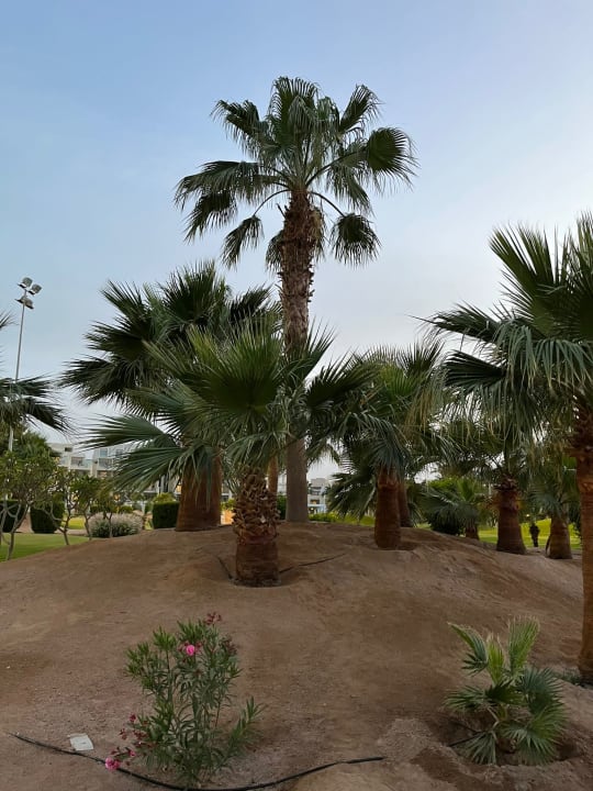 Gartenanlage Steigenberger ALDAU Beach Hotel