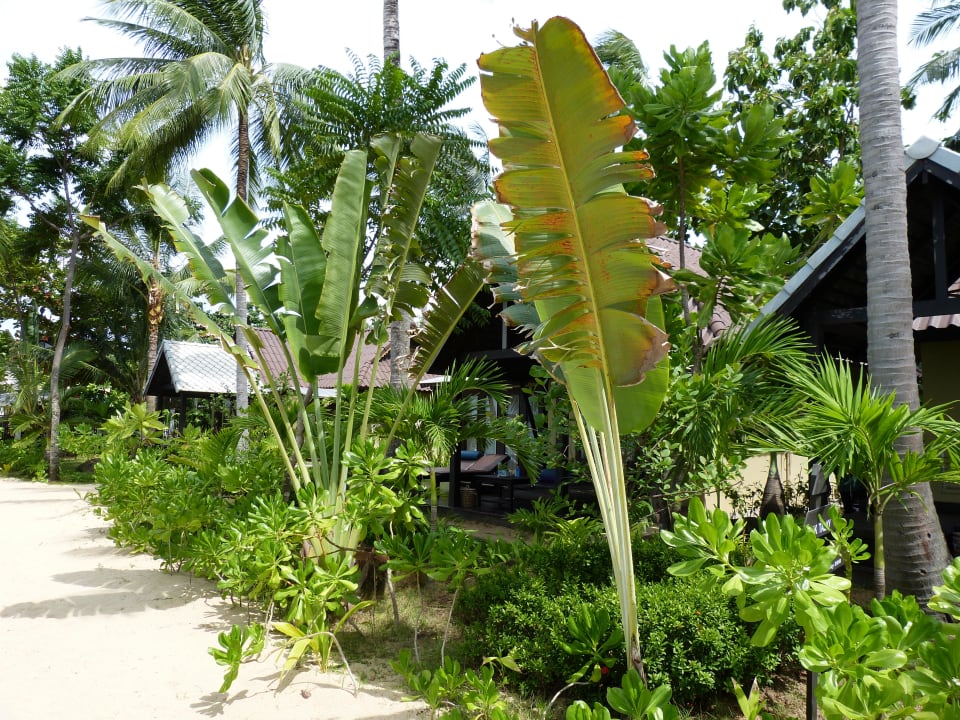 Sehr geflegt NH Collection Samui Peace Resort