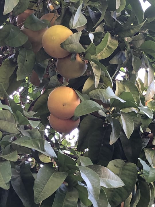 Gartenanlage Hotel Sirma