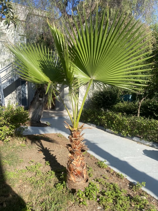 Gartenanlage Mira Meridia Beach Hotel