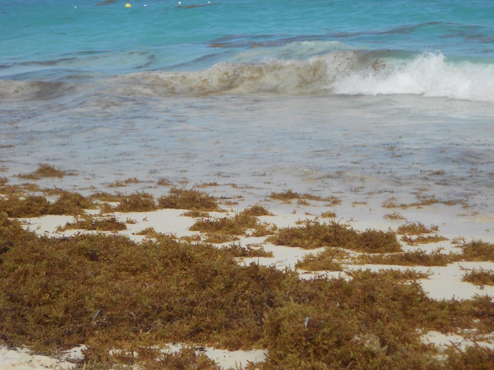 Bonjour les algues Hotel Grand Palladium Palace Resort, Spa & Casino