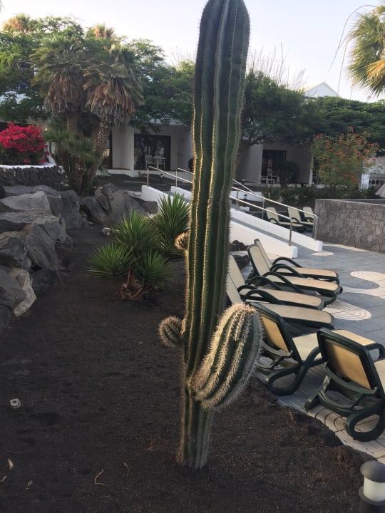 Pool Relaxia Olivina