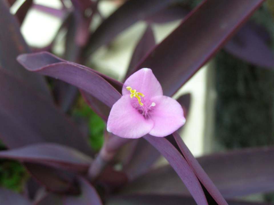 Blume im Hotel Le Peninsula Bay Beach Resort & Spa