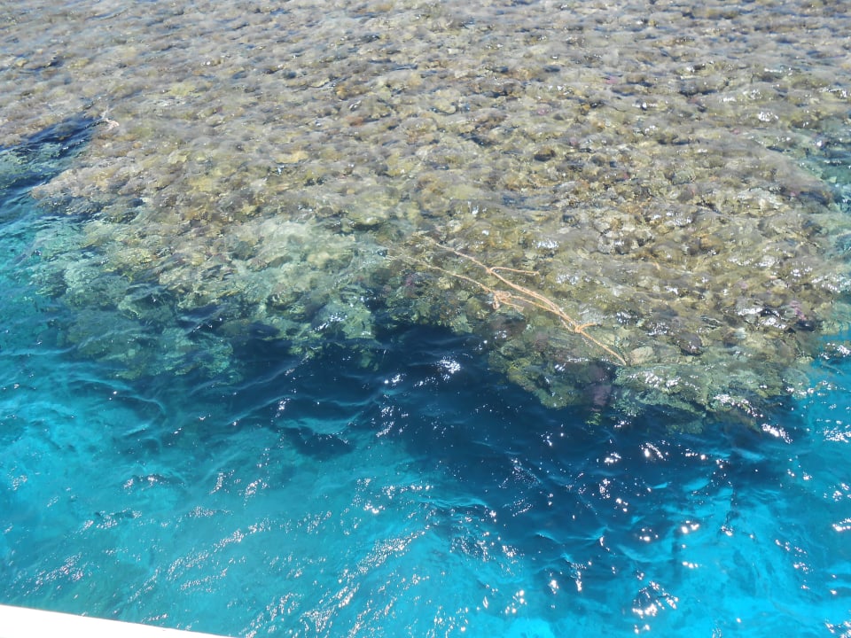 Klares Meer und tolles Korallenriff Makadi Palace