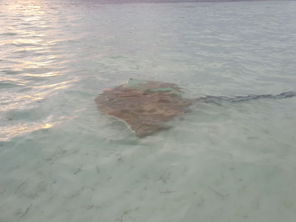 Strand Meeru Maldives Resort Island