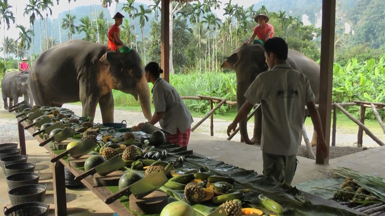 Vorbereitung der Elefanten-Fütterung Elephant Hills