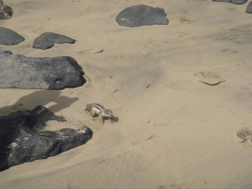 Strandhörnchen TUI MAGIC LIFE Fuerteventura