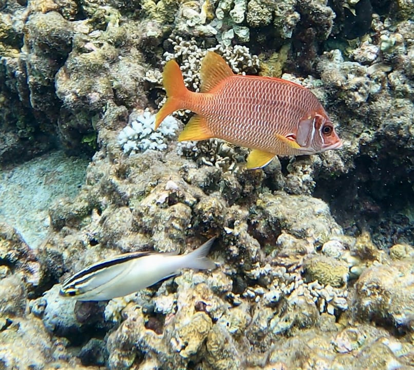 Sport & Freizeit Summer Island Maldives