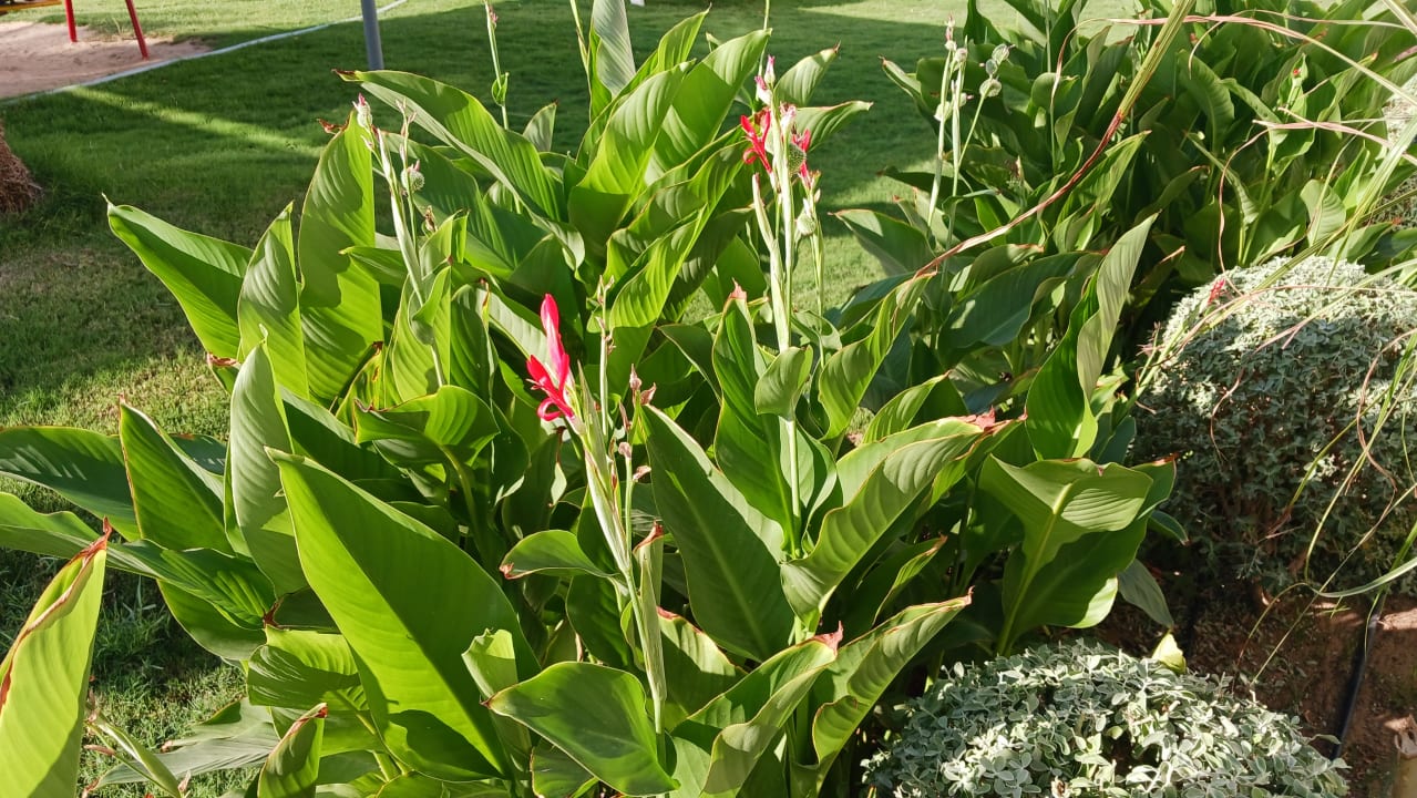 Gartenanlage Pickalbatros Dana Beach Resort - Hurghada