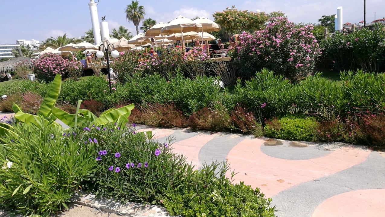 Blick auf die Sonnenliegen an einem Pool Starlight Resort Hotel