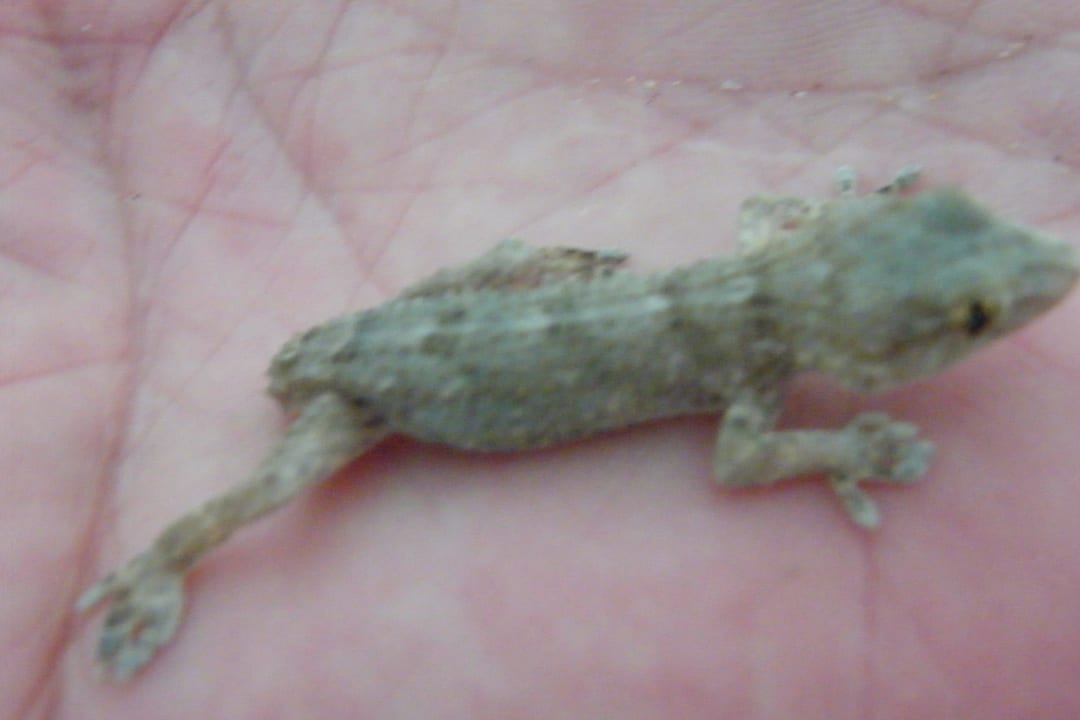 Gast im Zimmer Servatur Alameda de Jandía