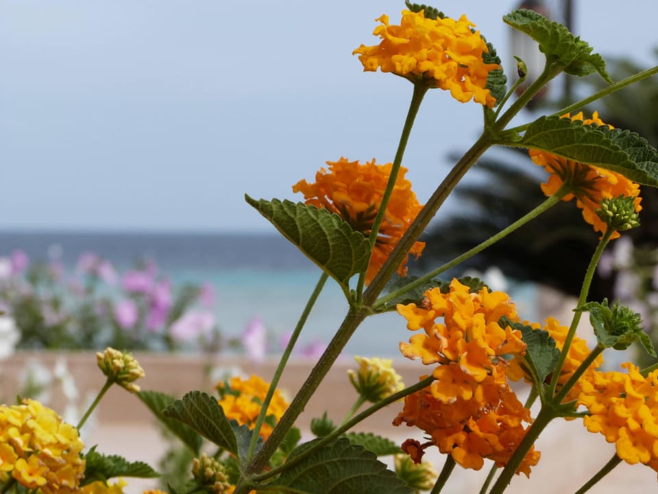 Blümchen sogar am Strand Makadi Palace